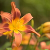 本土寺のユリの花