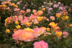 薔薇
