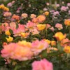 薔薇