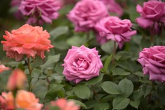 薔薇