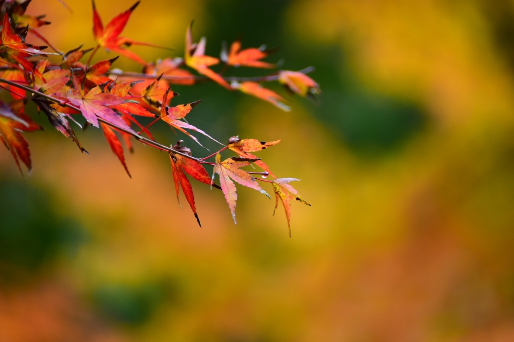 紅葉