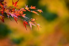 紅葉