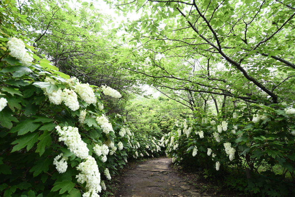 紫陽花の回廊