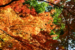紅葉