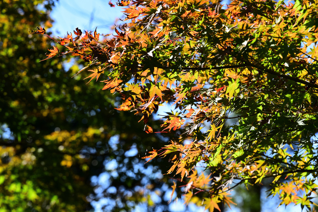 紅葉まであと少し