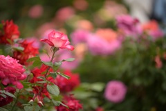 薔薇