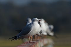 ユリカモメ