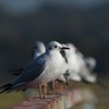 ユリカモメ