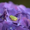 紫陽花と雨蛙