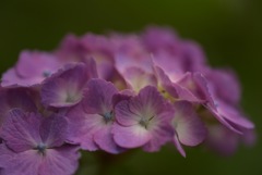 紫陽花