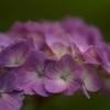 紫陽花