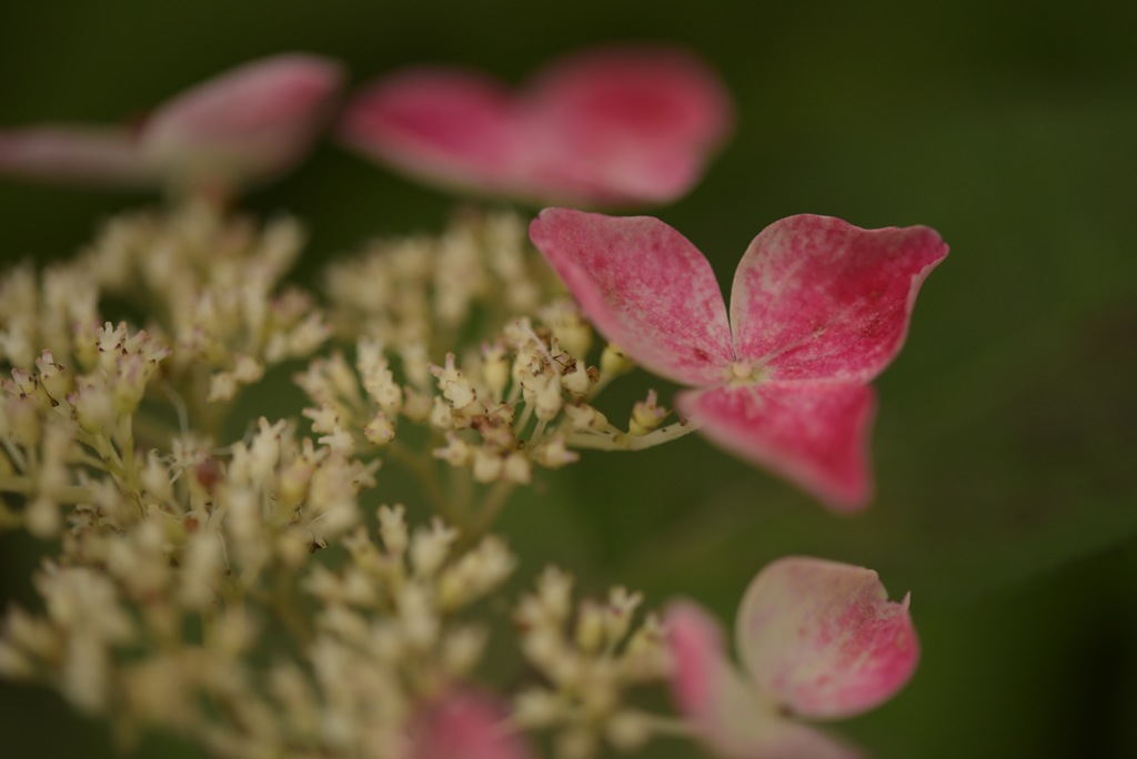 紫陽花