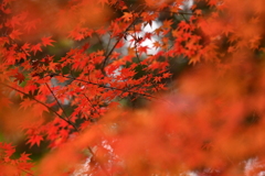 もみじの中の紅葉