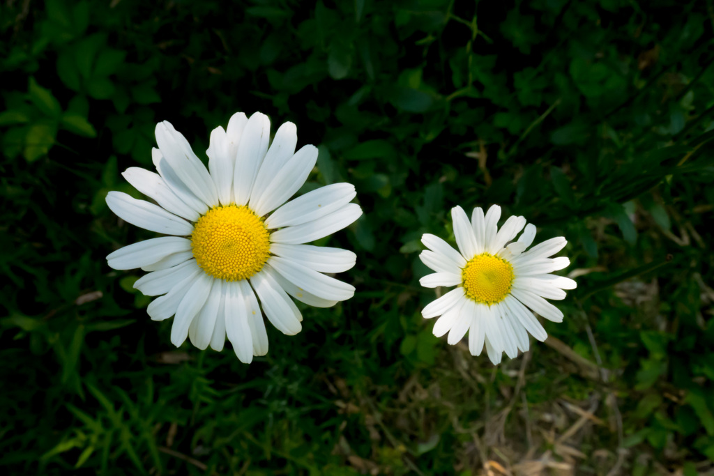 箱根菊