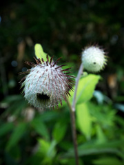 クモの巣を纏った植物