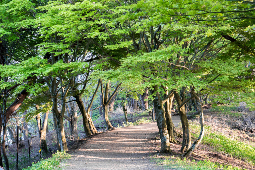 新緑の山道