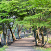 新緑の山道