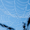 クモの巣と水滴