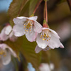 雲取山の桜