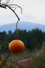 山とオレンジ