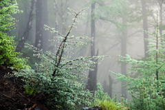 朝霧の草木