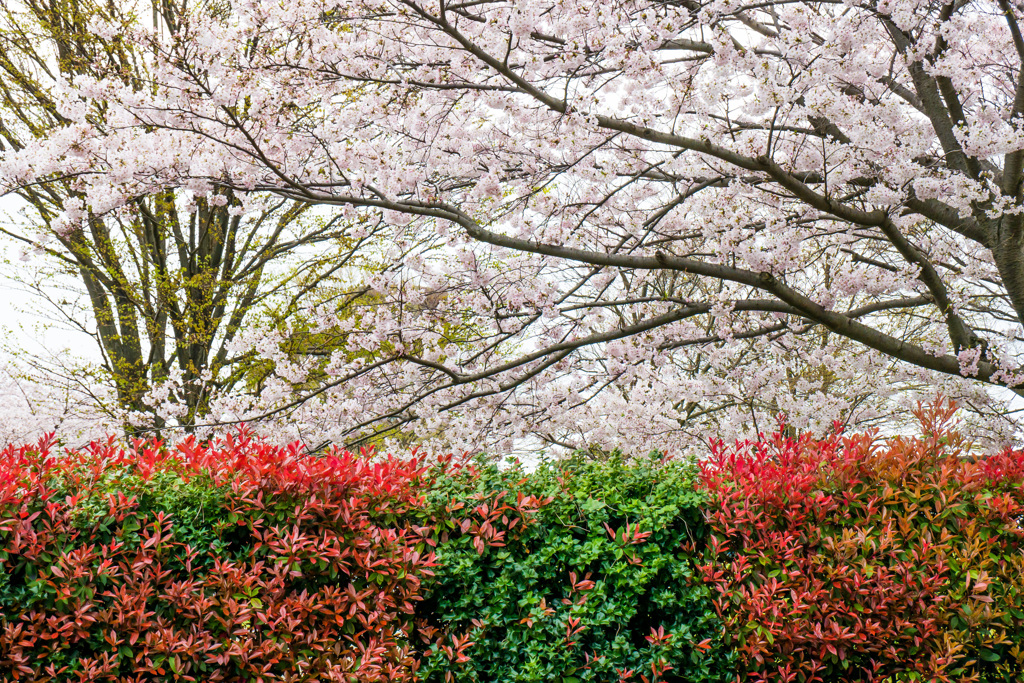 根岸森林公園の桜