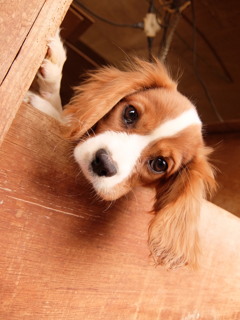 ねーねー？