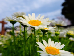 お花