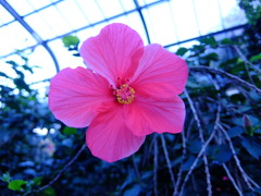 お花