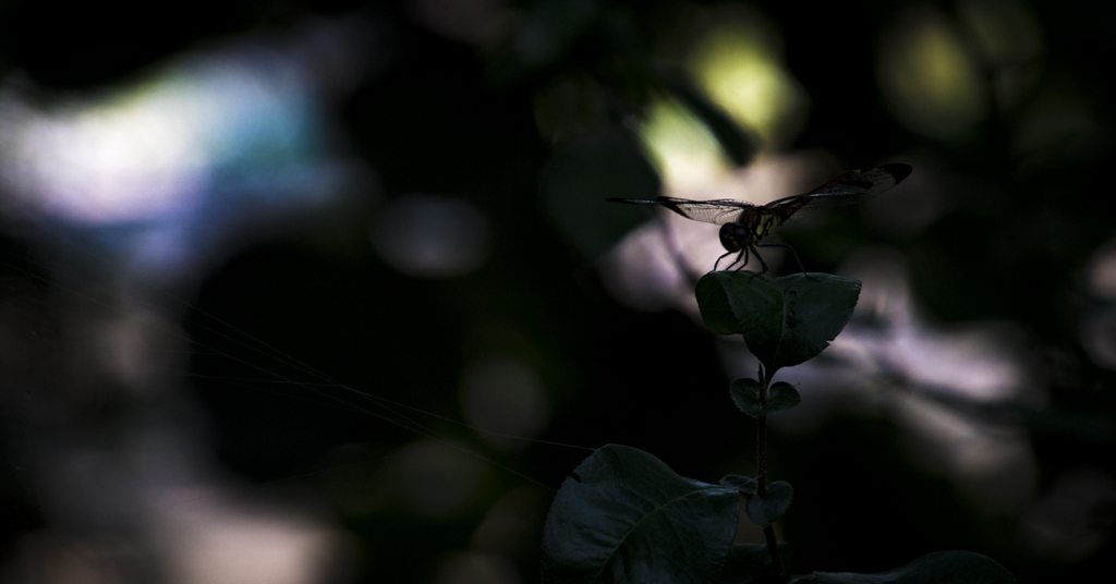 DSC_1455