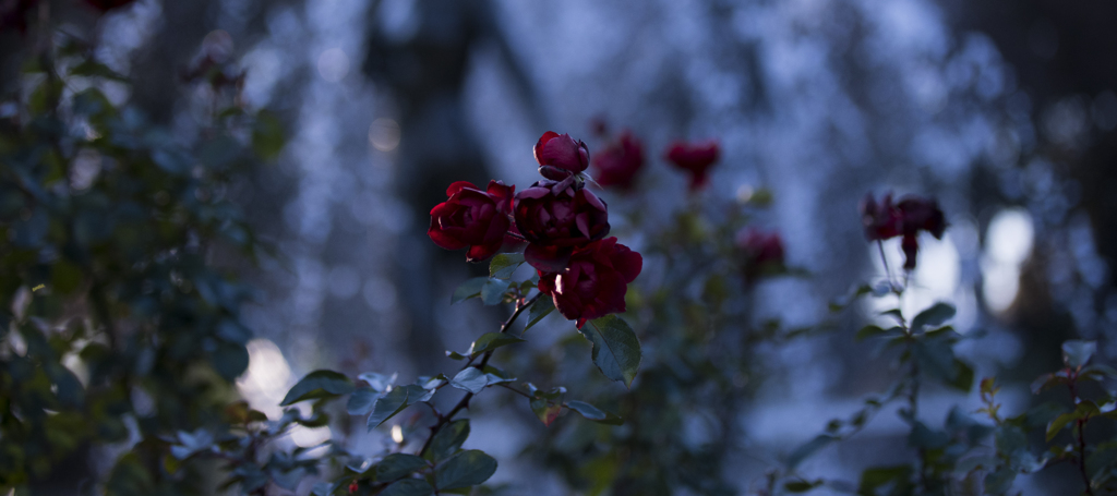 DSC_1627