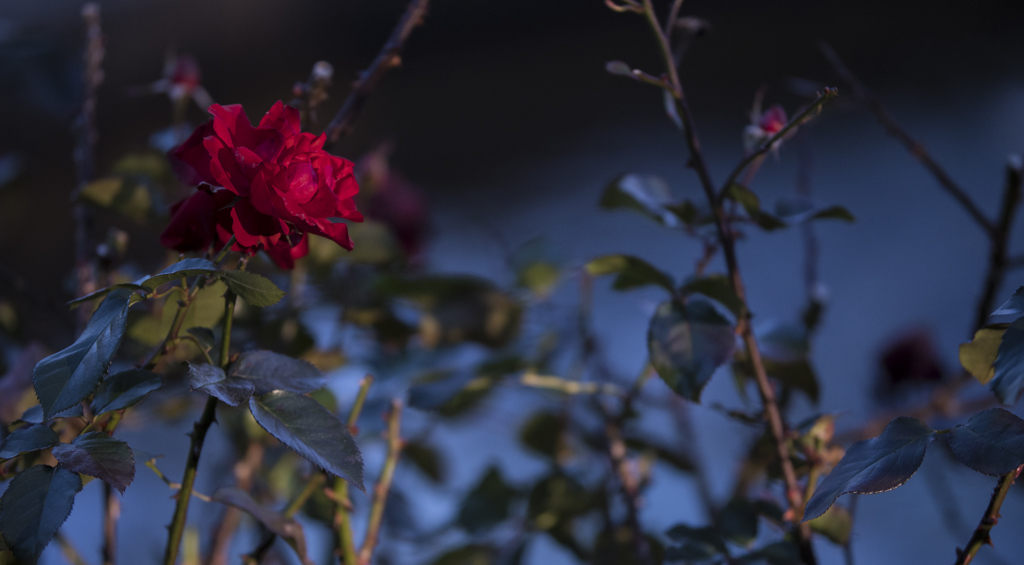 DSC_1641