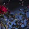 DSC_1641