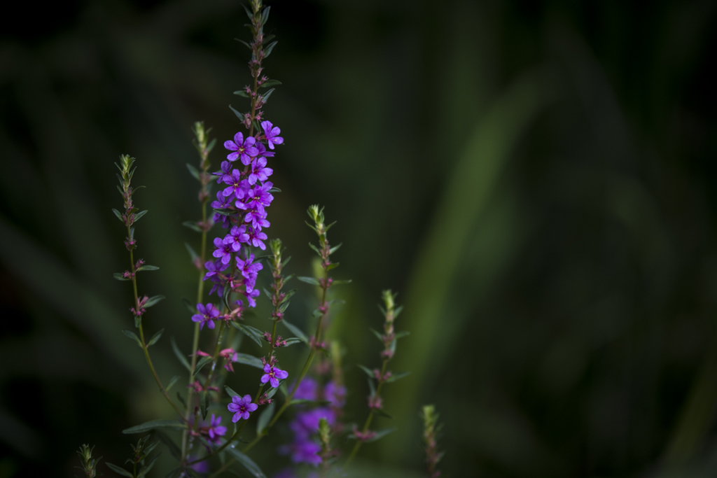DSC_1635