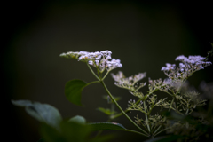 DSC_1640