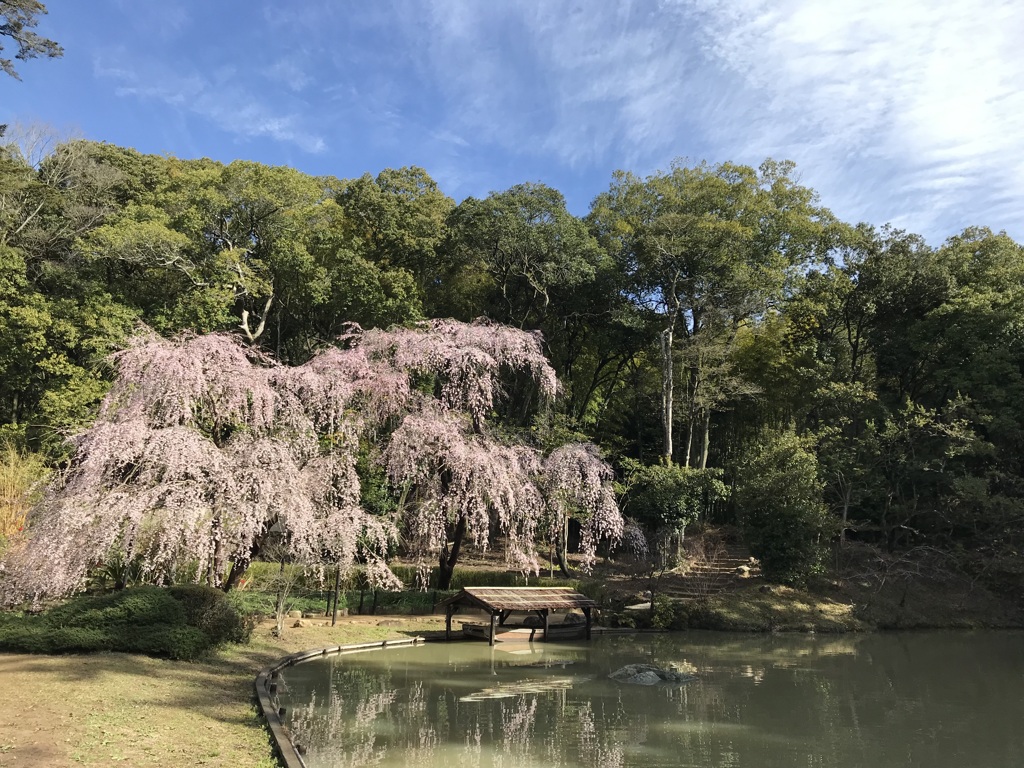 雨上がり 曹源寺しだれ桜