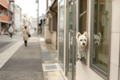 街角のホワイトテリア