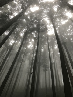 杉林