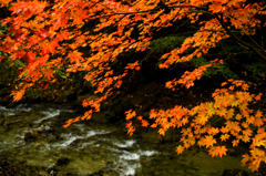 紅葉