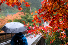 秋雨