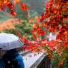 秋雨