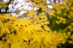 紅葉