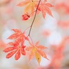 紅葉