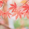 紅葉
