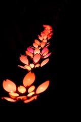 夜に咲く