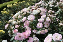 2016/5/20 島田バラの丘公園にて