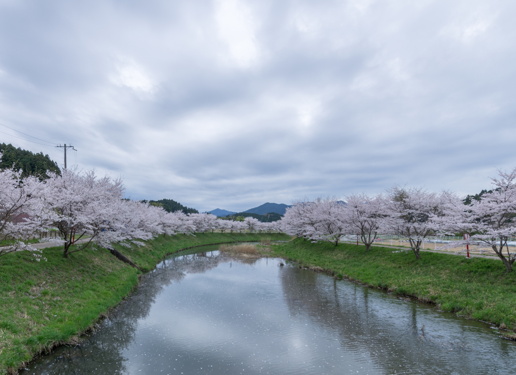 sakura-HDR