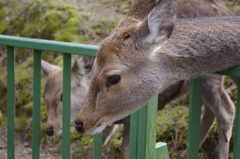 奈良公園