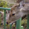 奈良公園