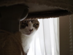 うらめしや